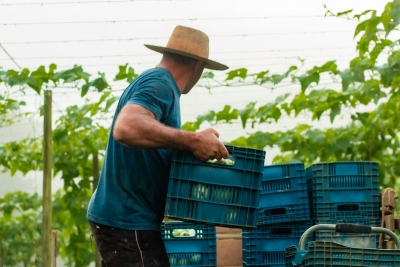 Dia do Agricultor: Morretes celebra quem cultiva com coragem, tradição e esperança