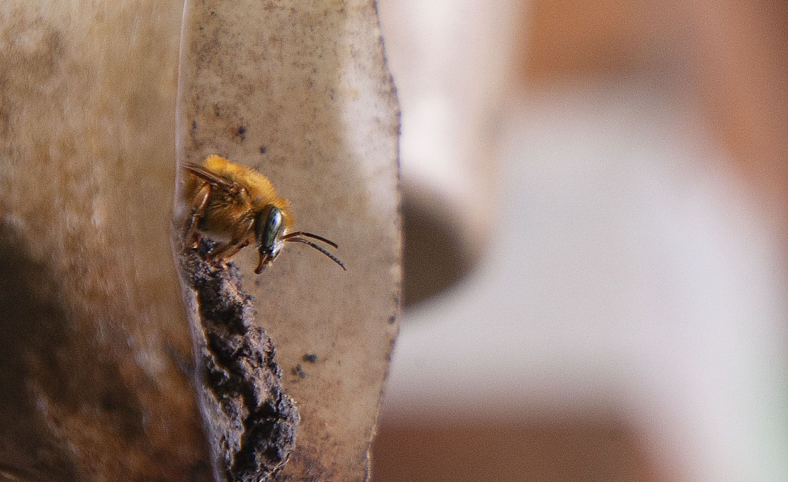 Estudo confirma potencial da própolis azul e reforça protagonismo de Morretes no desenvolvimento da meliponicultura