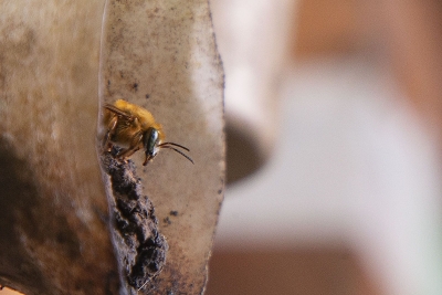 Estudo confirma potencial da própolis azul e reforça protagonismo de Morretes no desenvolvimento da meliponicultura