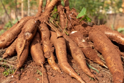 Curso gratuito de cultivo de mandioca será realizado em Morretes nos dias 18 e 19 de setembro